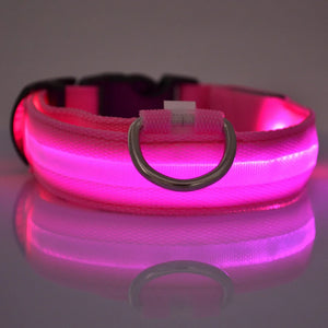 Glow Pup Collar in use with a pet