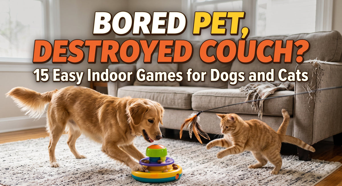 Bored Pet, Destroyed Couch? 15 Easy Indoor Games for Dogs and Cats