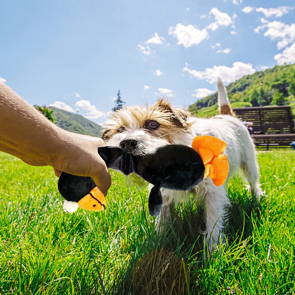 Chicken Toy