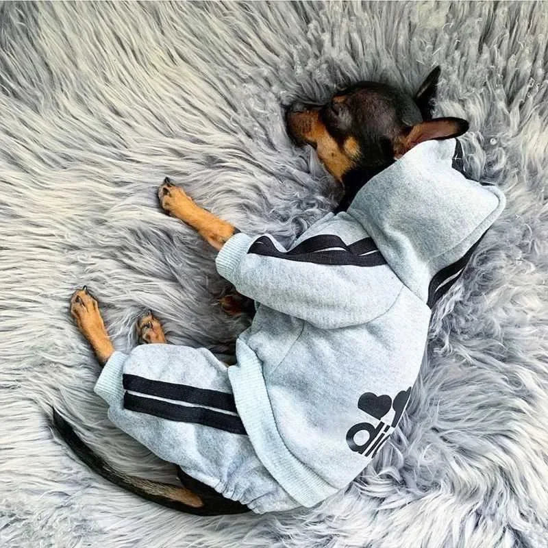 City Strider Sweatsuit in use with a pet