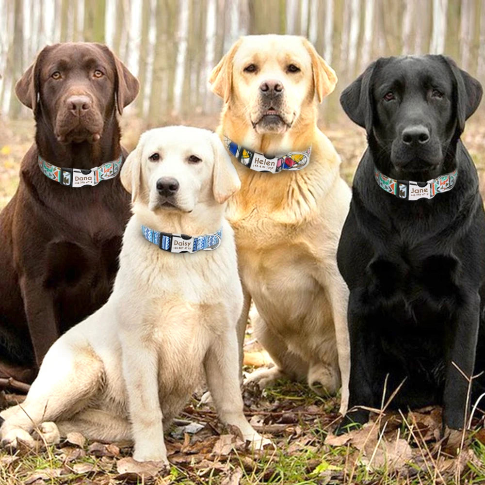 Buckle Personalized Collars